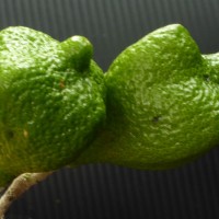 Murraya glenieii Thwaites ex Oliv.